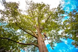 Why Choose Our Tree Removal Services in Pottsboro, TX?