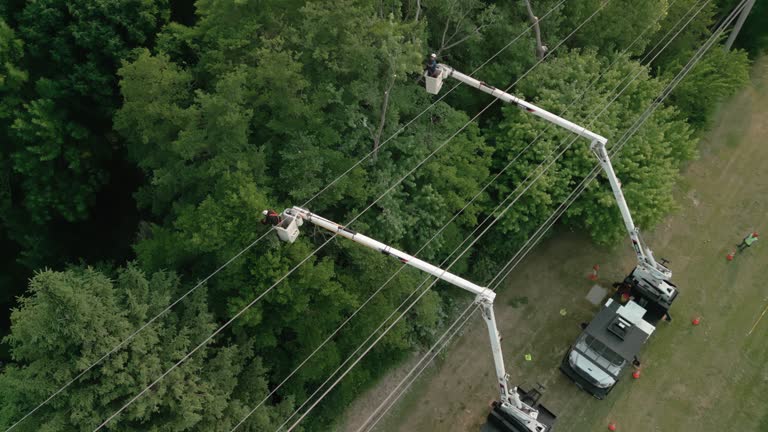 Pottsboro, TX  Tree Services Company